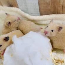 人気のキンクマさん♪♂♀2匹ずついますよ～☆