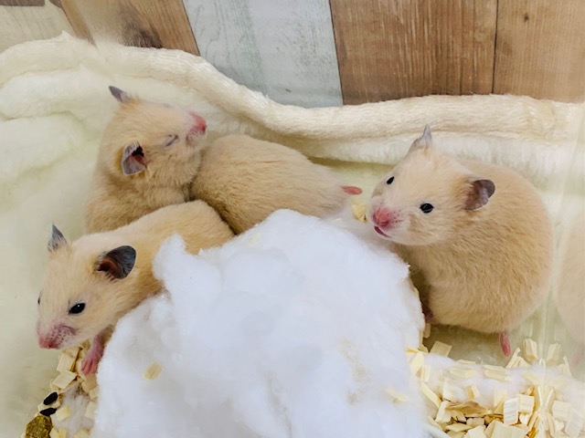 人気のキンクマさん♪♂♀2匹ずついますよ～☆