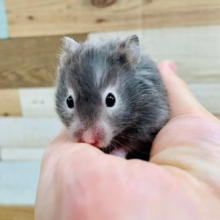 正面のお顔が可愛らしい♡セーブルハムスターくん♪