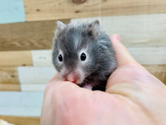 正面のお顔が可愛らしい♡セーブルハムスターくん♪