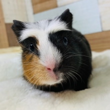 モル祭り♪つむじが可愛いクレステッドモルモットちゃん♡