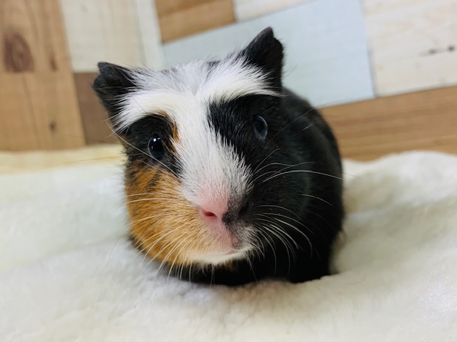 モル祭り♪つむじが可愛いクレステッドモルモットちゃん♡