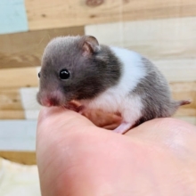 お耳がチャームポイント♪カラーハムスターくん☆
