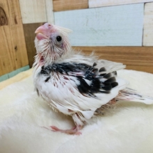 ～11月9日撮影～足腰しっかり系☆オカメインコ(ホワイトフェイスパイド)さん！！