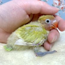 ボタンインコ  ヤマブキイエロー  💛🧡🌿‬  12/10