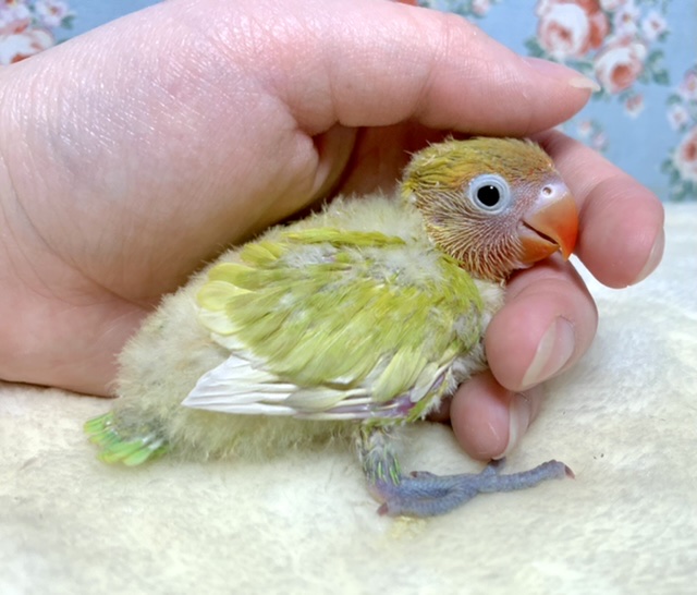 ボタンインコ  ヤマブキイエロー  💛🧡🌿‬  12/10