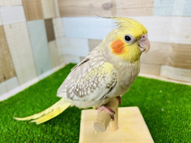 甘えん坊さんなシナモンパール☆オカメインコ