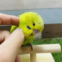 最新画像有り☆大きいおでこが可愛いんですっ！ジャンボセキセイインコのスパングル！