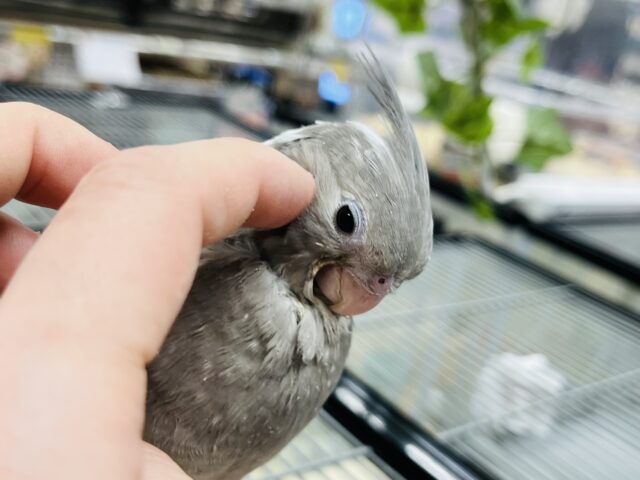【最新画像更新！！】ガーガー鳴くよ♪オカメインコ(ホワイトフェイス)