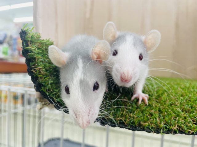 あと1匹です！可愛いファンシーラットちゃん！③  ブルーライジング　男の子