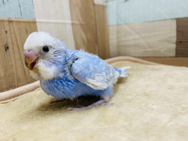 爽やか気分になれそうなカラーのセキセイインコ☆スパングル