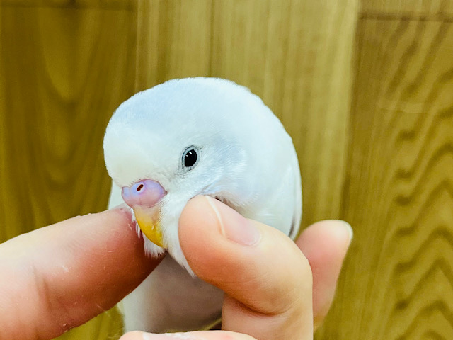 【最新画像更新！ナデナデ大好き甘えんぼさんになりました♪】なかなかの個性派さん♪　セキセイインコ　ウィング系～～