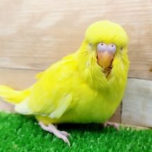 ジャンボセキセイインコのヒナ入荷しました〜❤