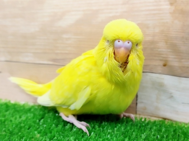 ジャンボセキセイインコのヒナ入荷しました〜❤