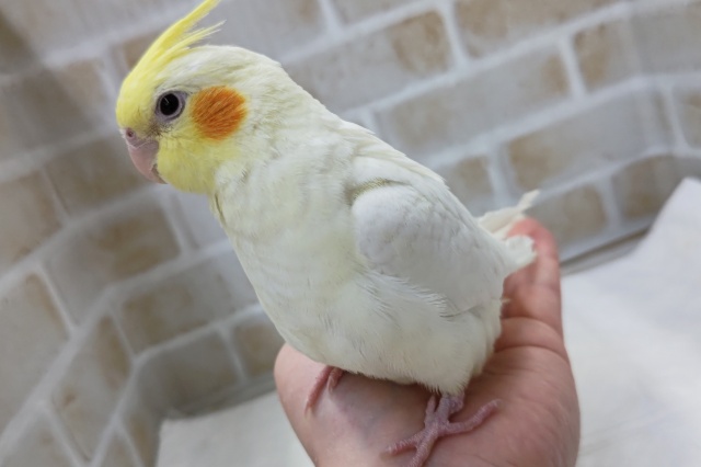 手の上で遊んでくれます🎵　オカメインコ(ルチノー)