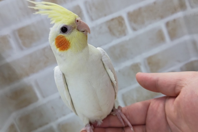 ふれあいできますよぉ～🌻　オカメインコ(ルチノー)