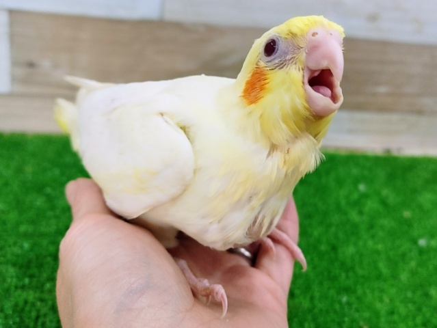 オカメインコのヒナ(ルチノー)入荷しました〜❤