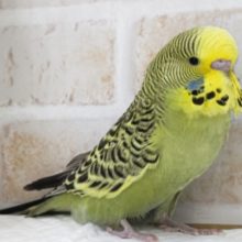 ダイナミックボディ🍀　ジャンボセキセイインコ(ノーマル)