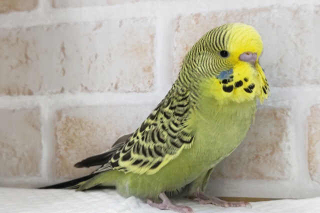 ダイナミックボディ🍀　ジャンボセキセイインコ(ノーマル)