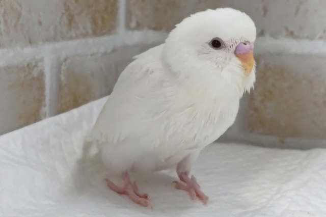 真っ白わたあめ赤目🤍　セキセイインコ(アルビノ)