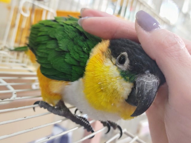 べたなれ❤❤ズグロシロハラインコさん入荷しました❤