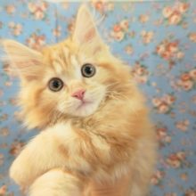 アメリカンカール(レッドタビー)男の子♪やんちゃボーイがやって来た！