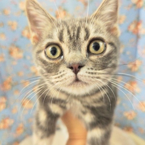 アメリカンショートヘアー(ブルータビー)男の子♪まん丸フェイス！