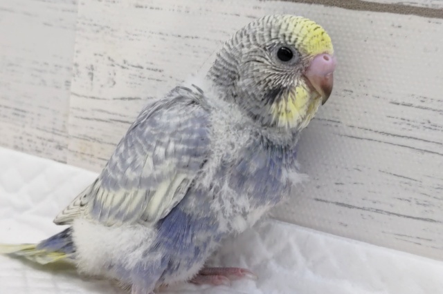 このカラーたまらない✨　セキセイインコ(イエローフェイススパングル)