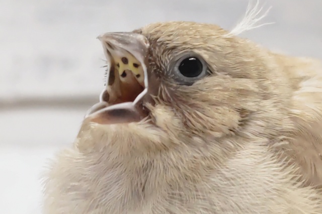 ちょこんとかわいい～💟　キンカチョウ（シナモン）