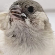 魅力はこのシルバーカラー🌟　キンカチョウ(シルバー)