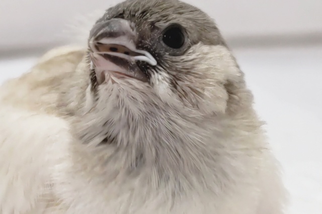 魅力はこのシルバーカラー🌟　キンカチョウ(シルバー)