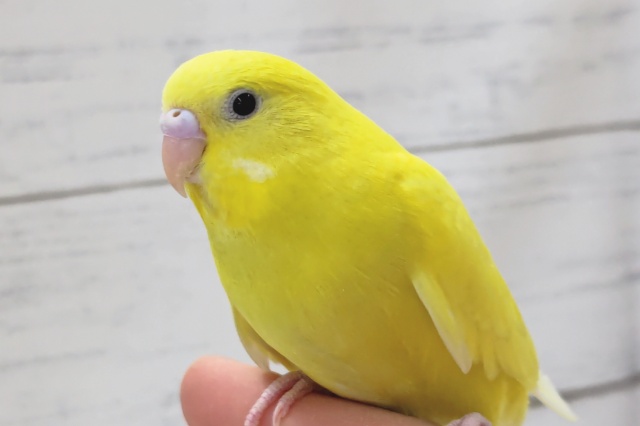 セキセイインコ（ダブルファクター）　鮮やか黄色がまぶしい！