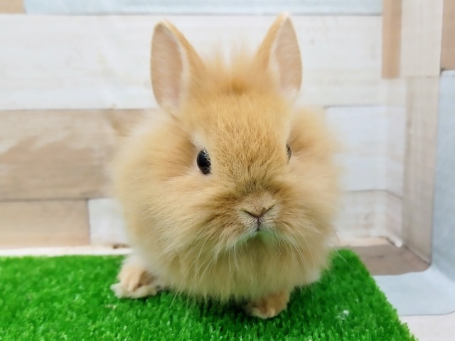 久々の入荷❤ライオンラビット入荷しました〜❤