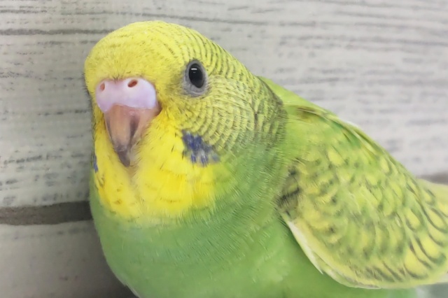 黄色いお顔とキレイな緑色～🍀　セキセイインコ(グリーンスパングル)
