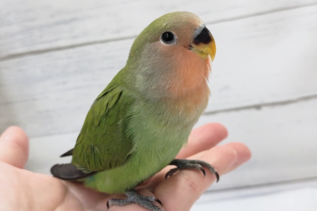 最新画像あり！　元気いっぱい桜咲く🌸　コザクラインコ(ノーマル)