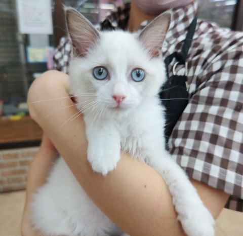 ラグドール(ブルーポイントバイカラー)男の子♪ゴロゴロにゃ〜ん❤