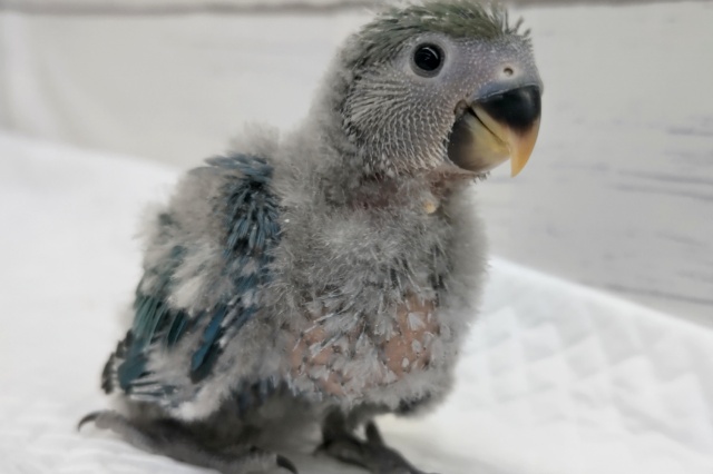 キレイな渋めのブルー💙　コザクラインコ(ブルーチェリー)