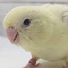 特徴的な鳴き声で呼んでくれます🐥　サザナミインコ(クリームルチノー)