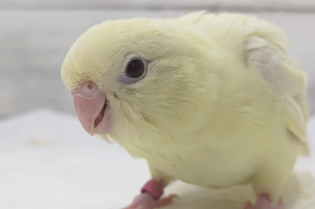 特徴的な鳴き声で呼んでくれます🐥　サザナミインコ(クリームルチノー)