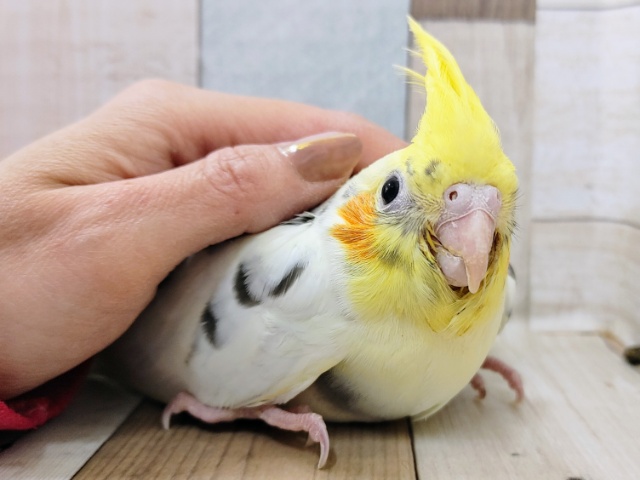 最新画像更新❤オカメインコ(パイド)のヒナ入荷しました〜❤