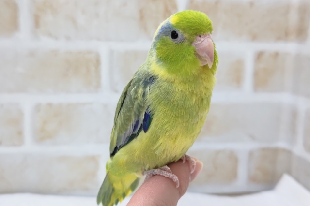 最新画像あり！　マメルリハ（パイド）　カラフルな尾羽がチャームポイント！