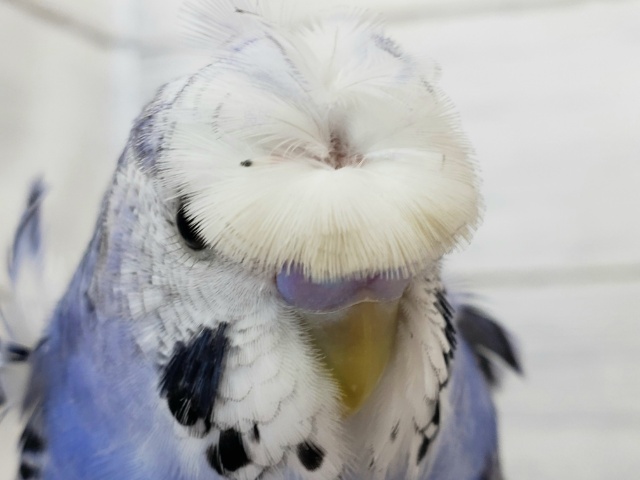 最新画像更新です。ベタなれ羽衣セキセイインコオパーリンその2