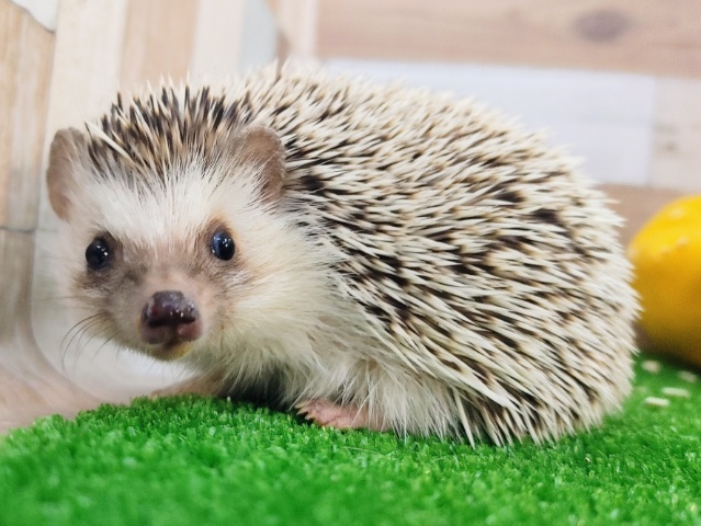 最新画像更新❤ちくちくしないよ♪ハリネズミ（ノーマル）