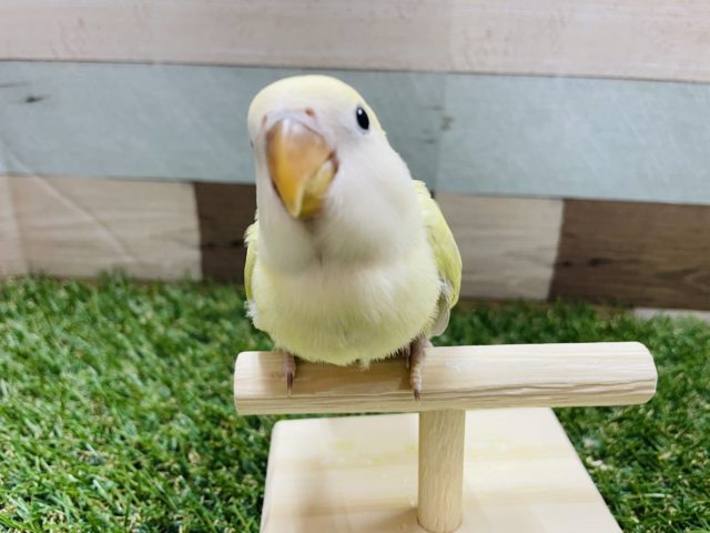 最新画像有り☆優しい雰囲気を感じるコ！コザクラインコのシナモンカラー！