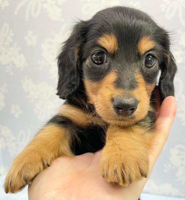 ちっちゃいで～💛　ミニチュア・ダックス(ブラックタン）　男の子☆　2022年10月15日生まれ　入舎！