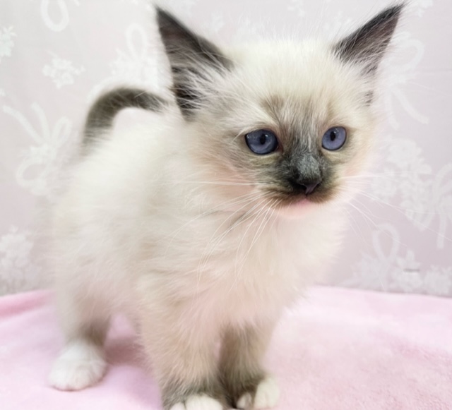 おめめに注目💛　ラグドール（シールポイントミテッド）女の子♪　2022年10月23日生まれ　入舎！