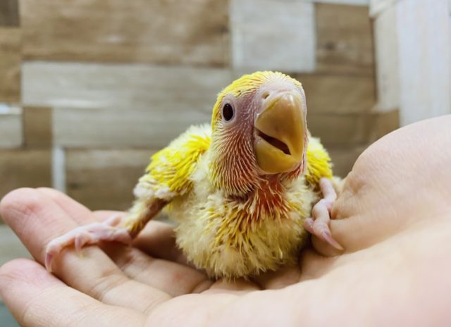 太陽の様な明るいカラー！！コザクラインコルチノー☆