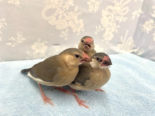 きゅんきゅん💛桜文鳥２０２２年１０月生まれ