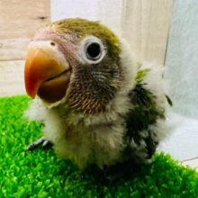 ギョギョッと!キエリボタンインコ入舎しましま☆