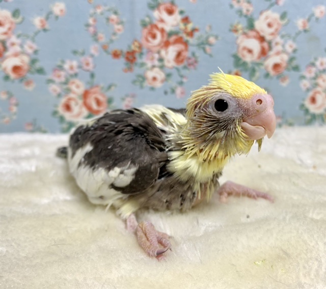 オカメインコ パイド 🖤🧡 12/25